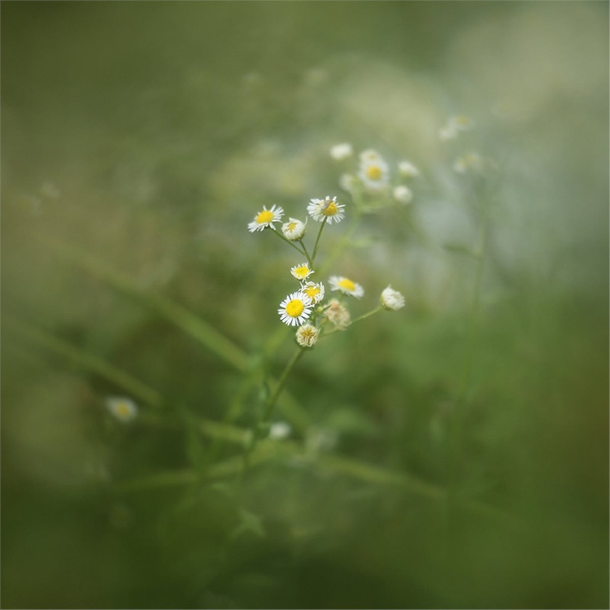 belong 77/82mm Center-Exposed  - Photography Close Up ulasan dan harga