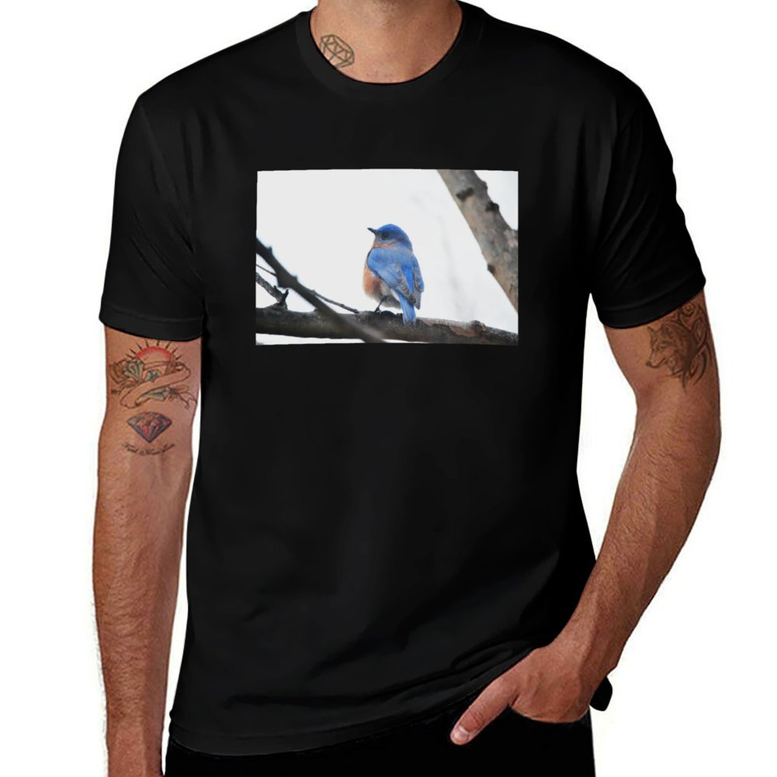 Male Eastern Bluebird Nature P - Photography Training ulasan dan harga
