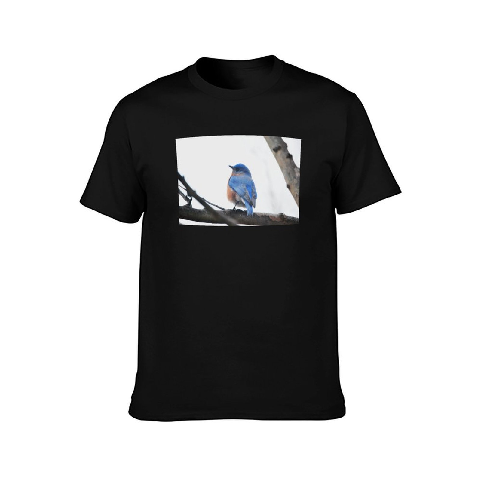 Male Eastern Bluebird Nature P - Photography Training ulasan dan harga