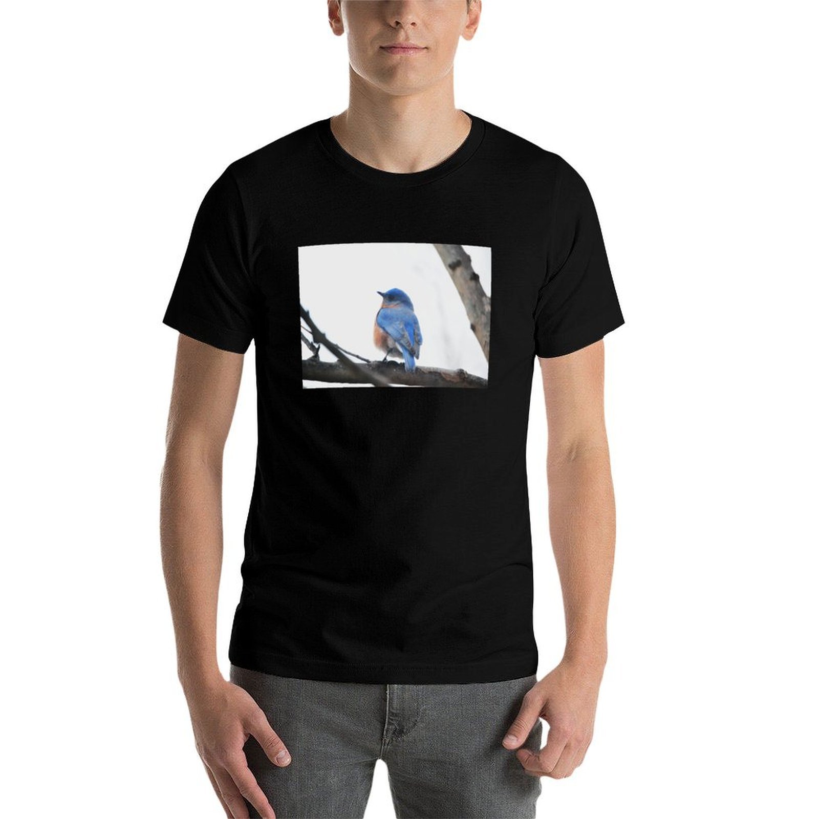 Male Eastern Bluebird Nature P - Photography Training ulasan dan harga